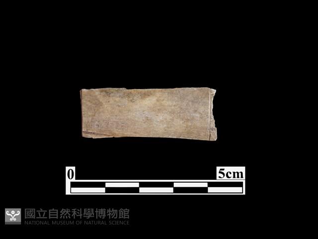 骨器藏品圖，第1張