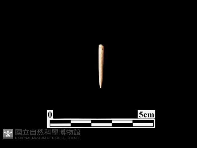骨針藏品圖，第1張