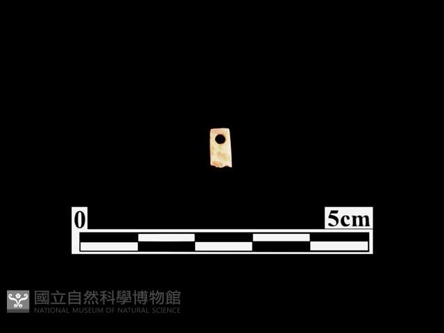 骨針藏品圖，第1張