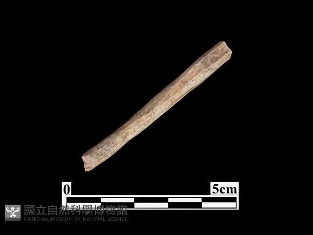 骨器藏品圖，第1張