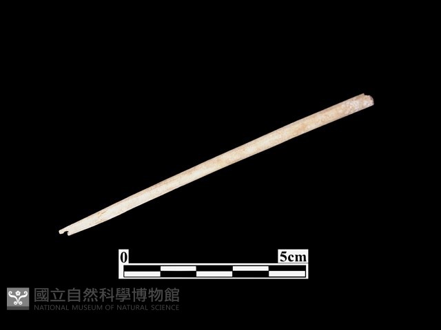 骨針藏品圖，第1張