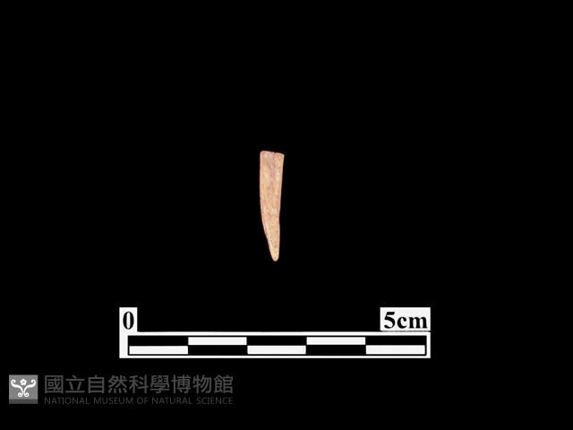 骨器藏品圖，第1張