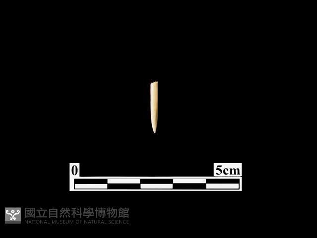 骨針藏品圖，第1張