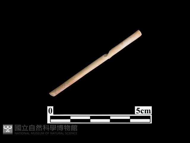 骨針藏品圖，第1張