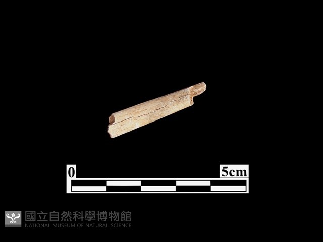 骨器藏品圖，第1張