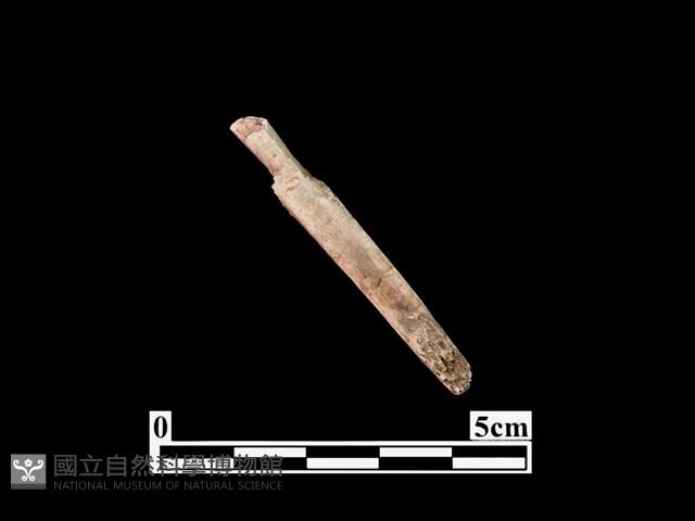 骨鏃藏品圖，第1張