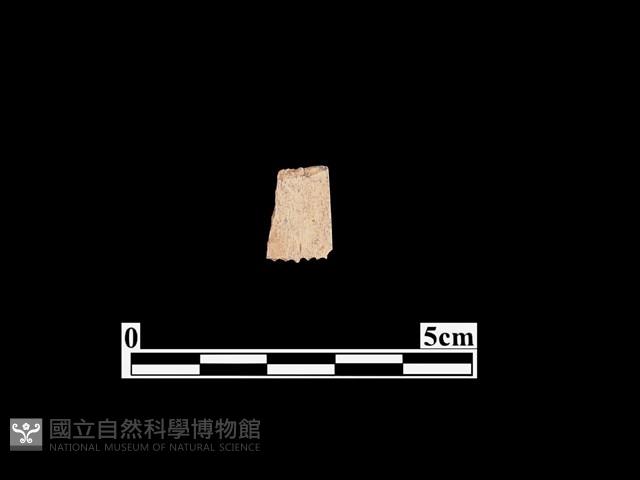 骨器藏品圖，第1張