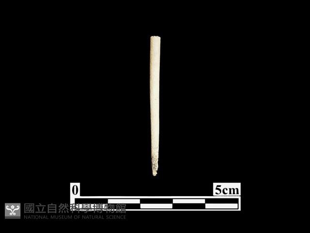 骨針藏品圖，第1張