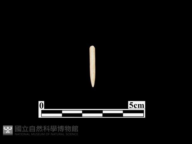 骨針藏品圖，第1張