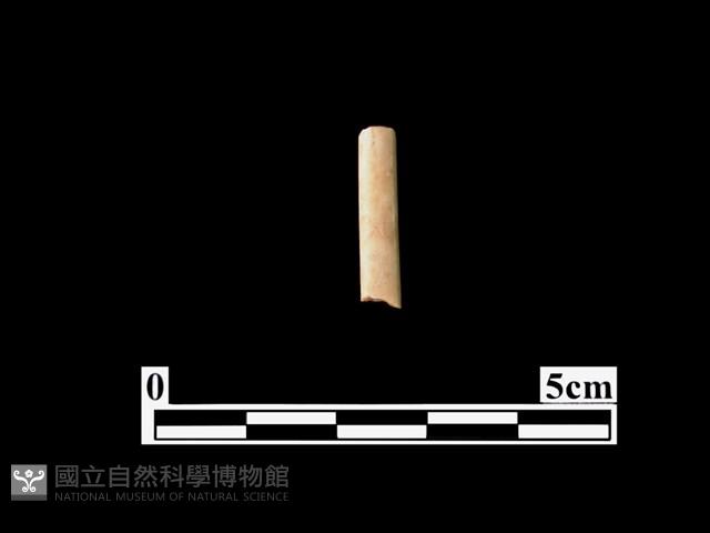 骨器藏品圖，第1張