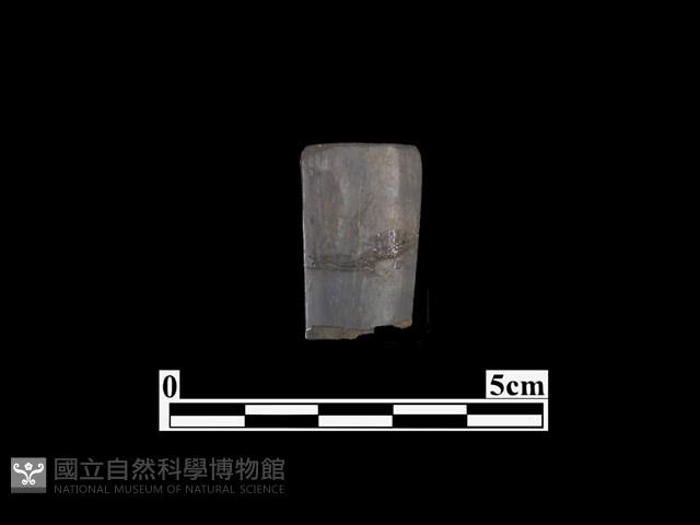 骨器藏品圖，第1張