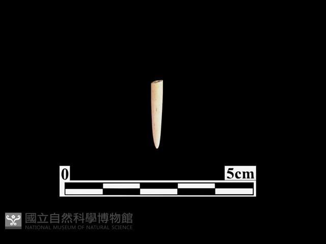 骨針藏品圖，第1張