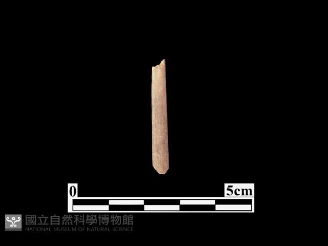 骨器藏品圖，第1張