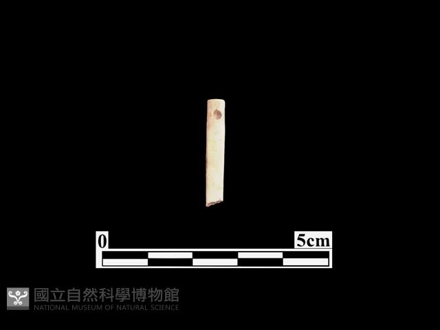 骨針藏品圖，第1張