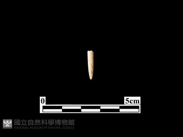 骨針藏品圖，第1張