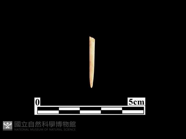 骨針藏品圖，第1張