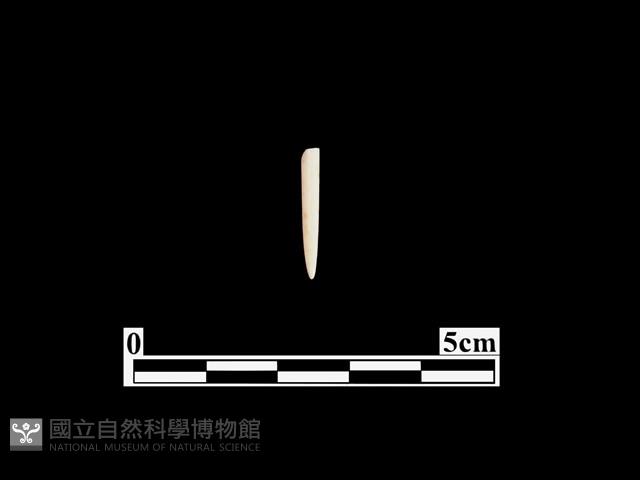 骨針藏品圖，第1張