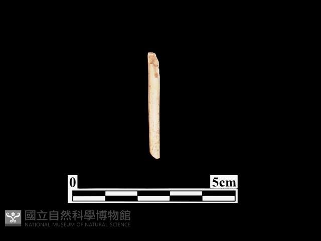 骨針藏品圖，第1張