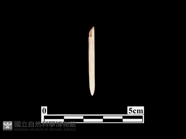 骨針藏品圖，第1張