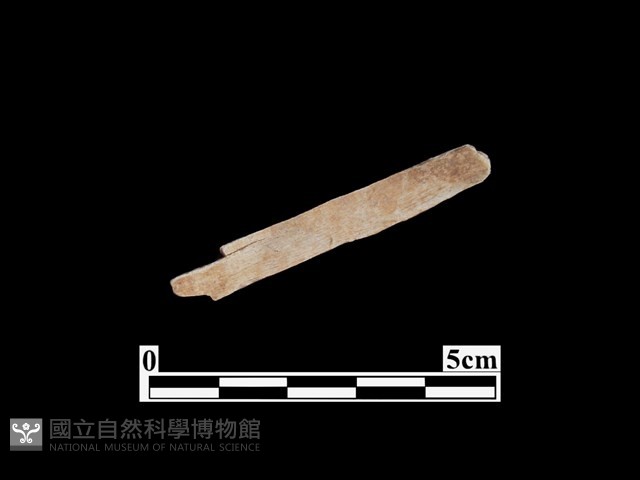 骨器藏品圖，第1張