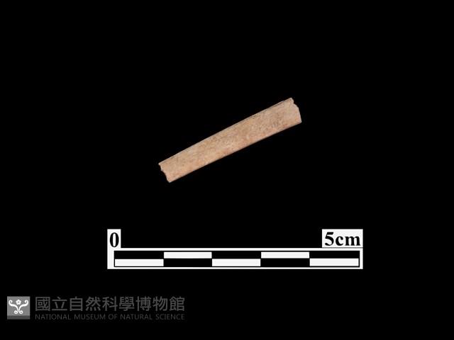 骨器藏品圖，第1張