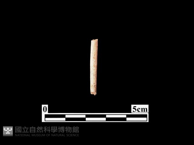 骨針藏品圖，第1張