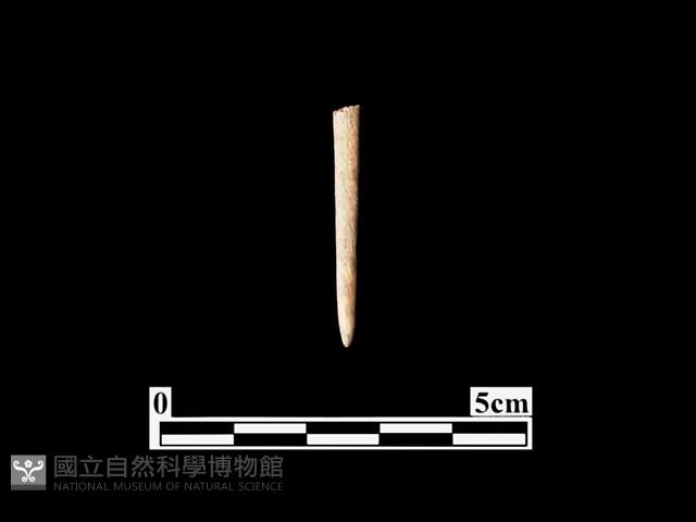 骨針藏品圖，第1張