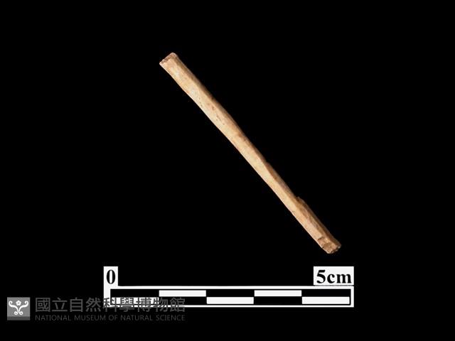 骨器藏品圖，第1張