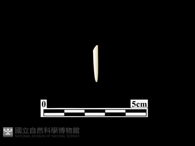 骨針藏品圖，第1張