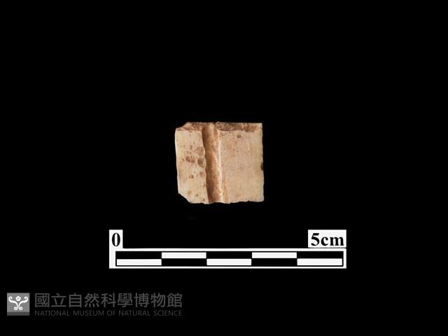 骨器藏品圖，第1張