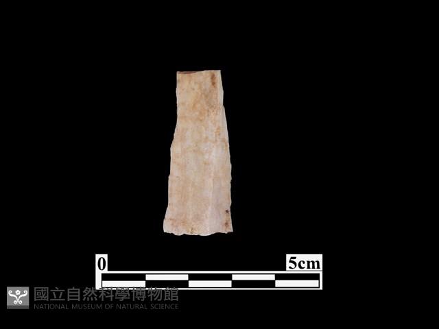 骨器藏品圖，第1張