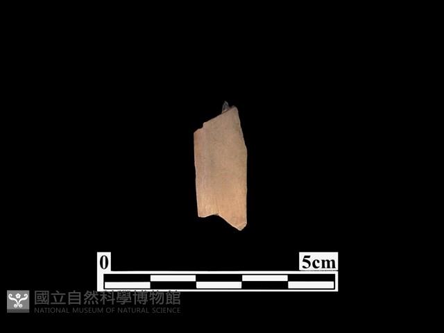 骨器藏品圖，第1張