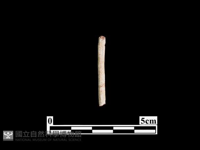 骨器藏品圖，第1張