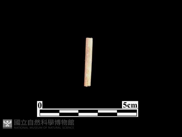 骨針藏品圖，第1張