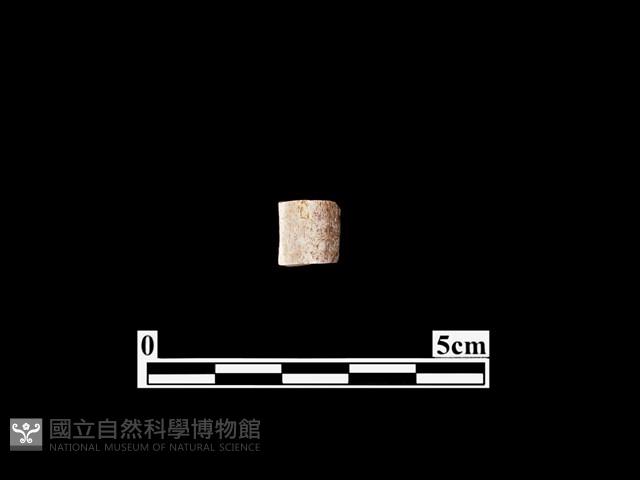 骨器藏品圖，第1張