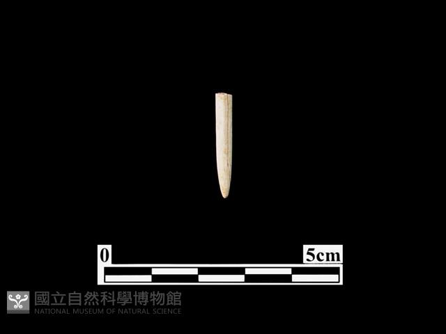 骨針藏品圖，第1張