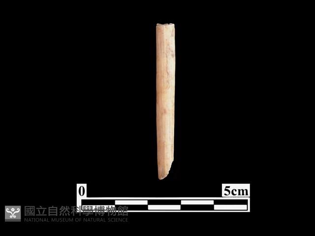 骨針藏品圖，第1張