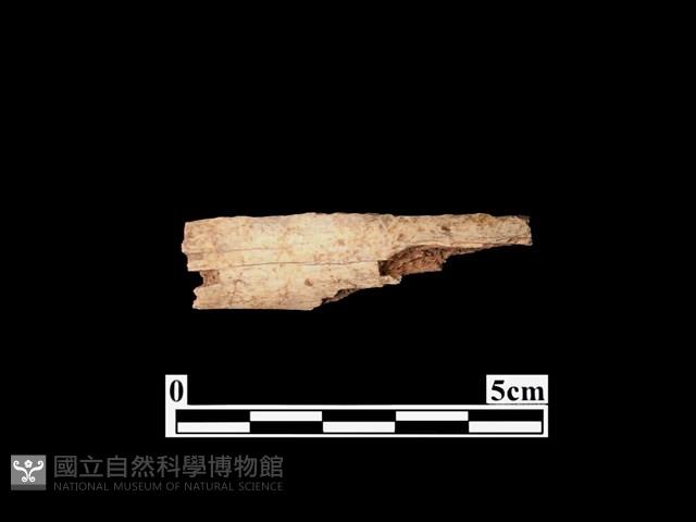 骨器藏品圖，第1張