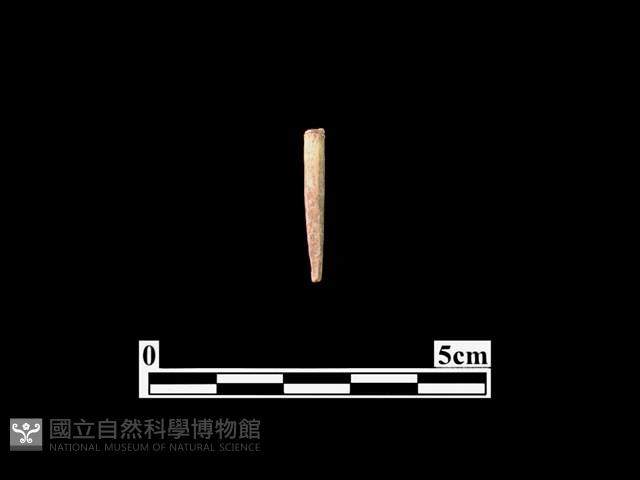 骨器藏品圖，第1張