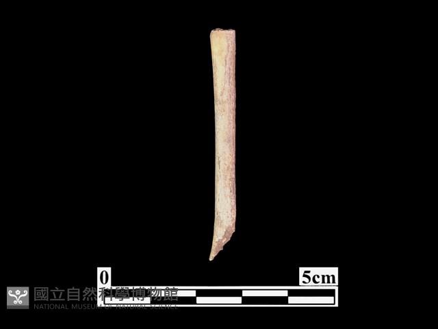 骨器藏品圖，第1張