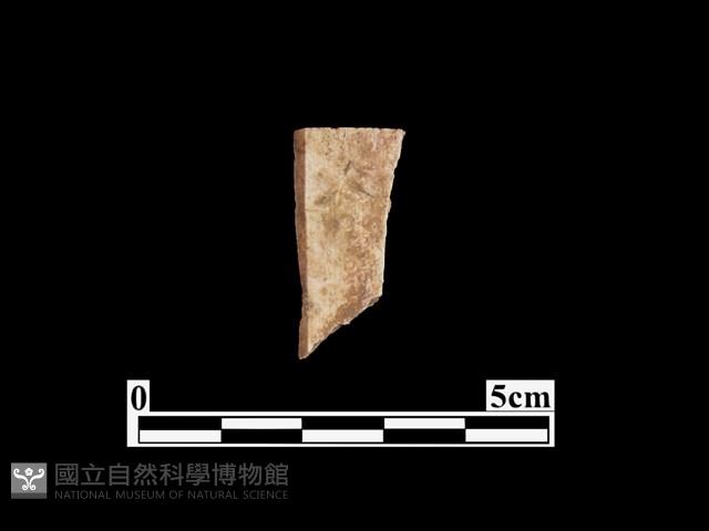 骨器藏品圖，第1張