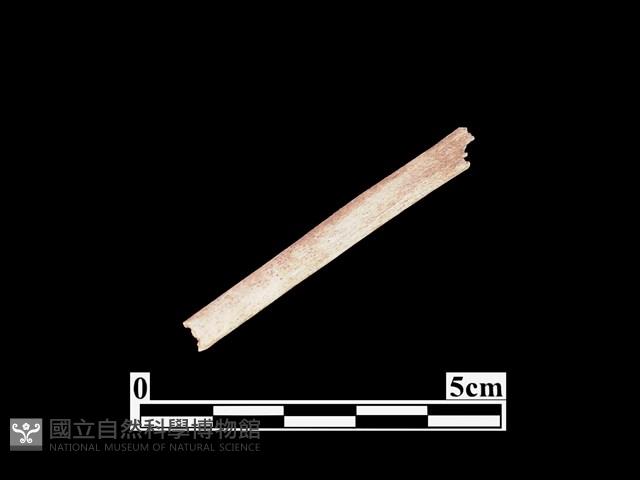 骨器藏品圖，第1張