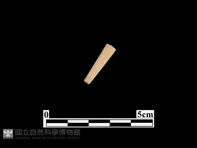 骨器藏品圖，第1張