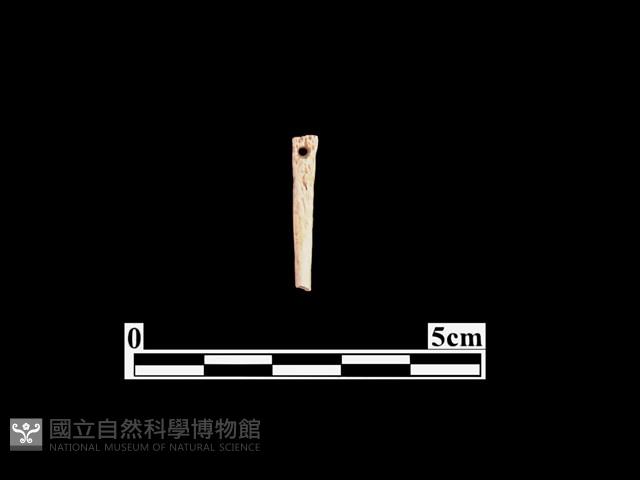 骨針藏品圖，第1張