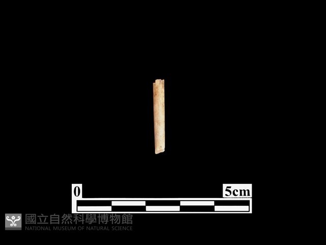 骨針藏品圖，第1張