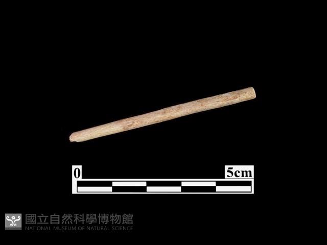 骨針藏品圖，第1張