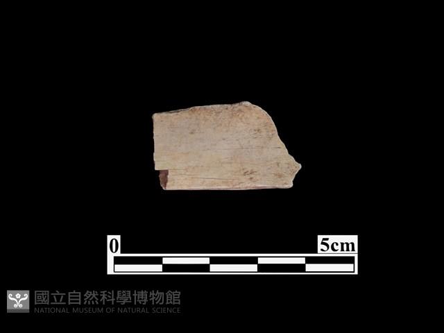 骨器藏品圖，第1張