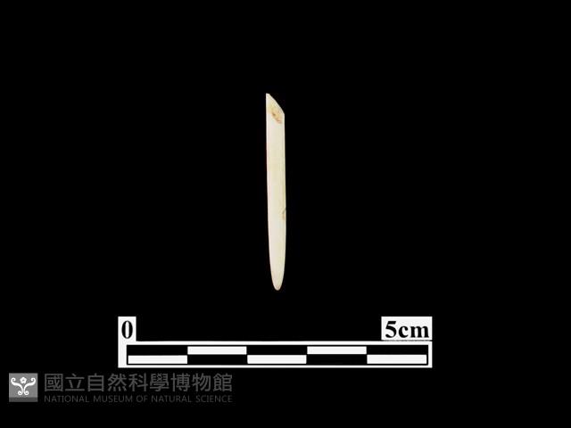 骨針藏品圖，第1張