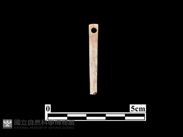 骨針藏品圖，第1張