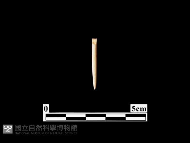 骨針藏品圖，第1張